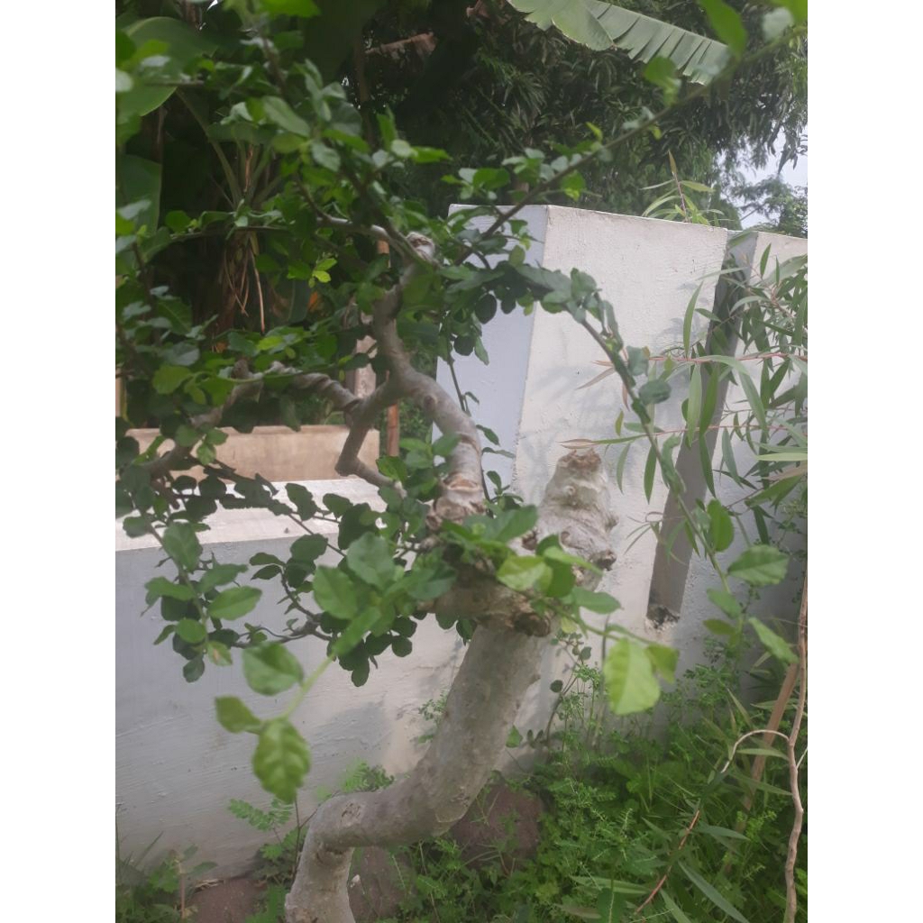 bonsai bahan serut bunjin