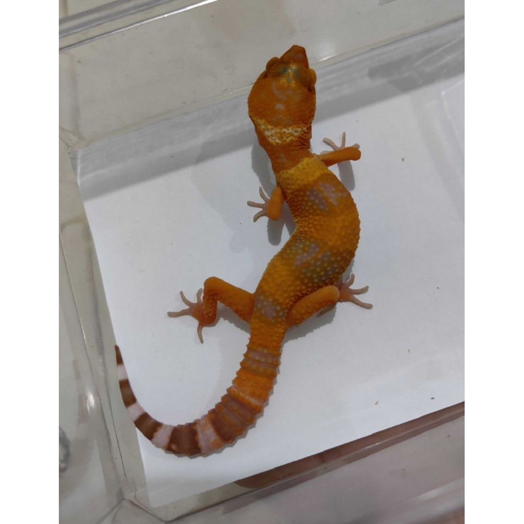 sunglow Tomato pedesss gecko free kalsium