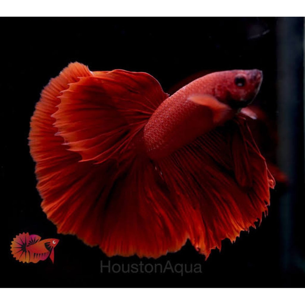 ikan cupang bonsai hm