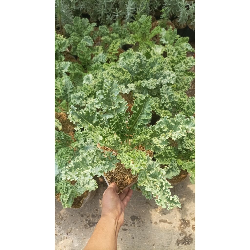 Tanaman Kale curly (Dwarf Curly)Kale Hijau Kriting