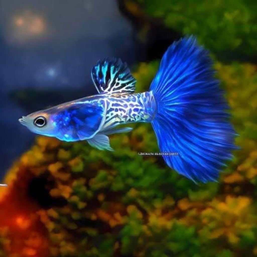 tanaman air guppy mssbt