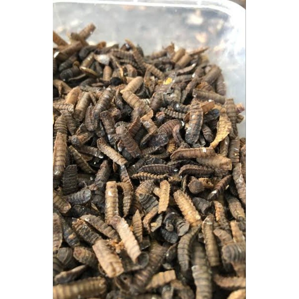 Cangkang pupa maggot bsf/pakan ayam