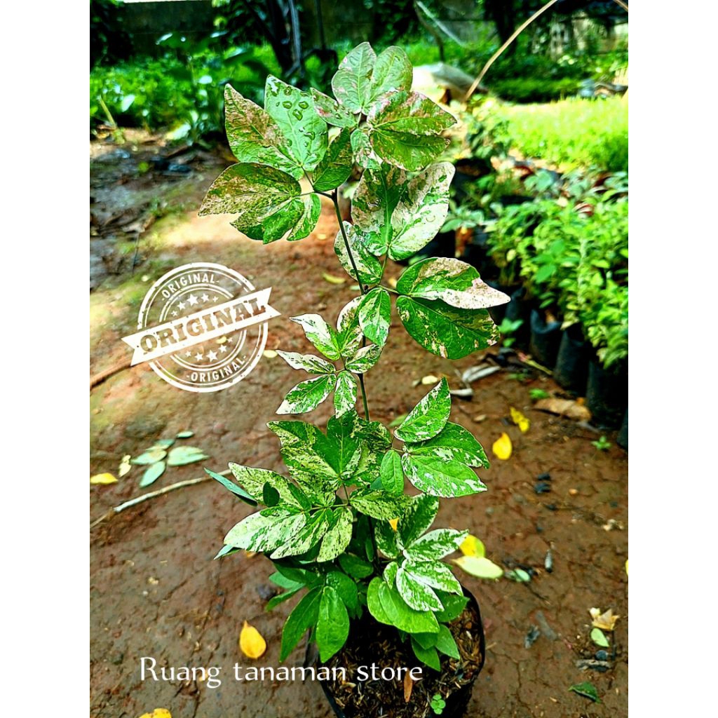 Promo tanaman hias Kaliandra pink varigata bisa untuk bonsai