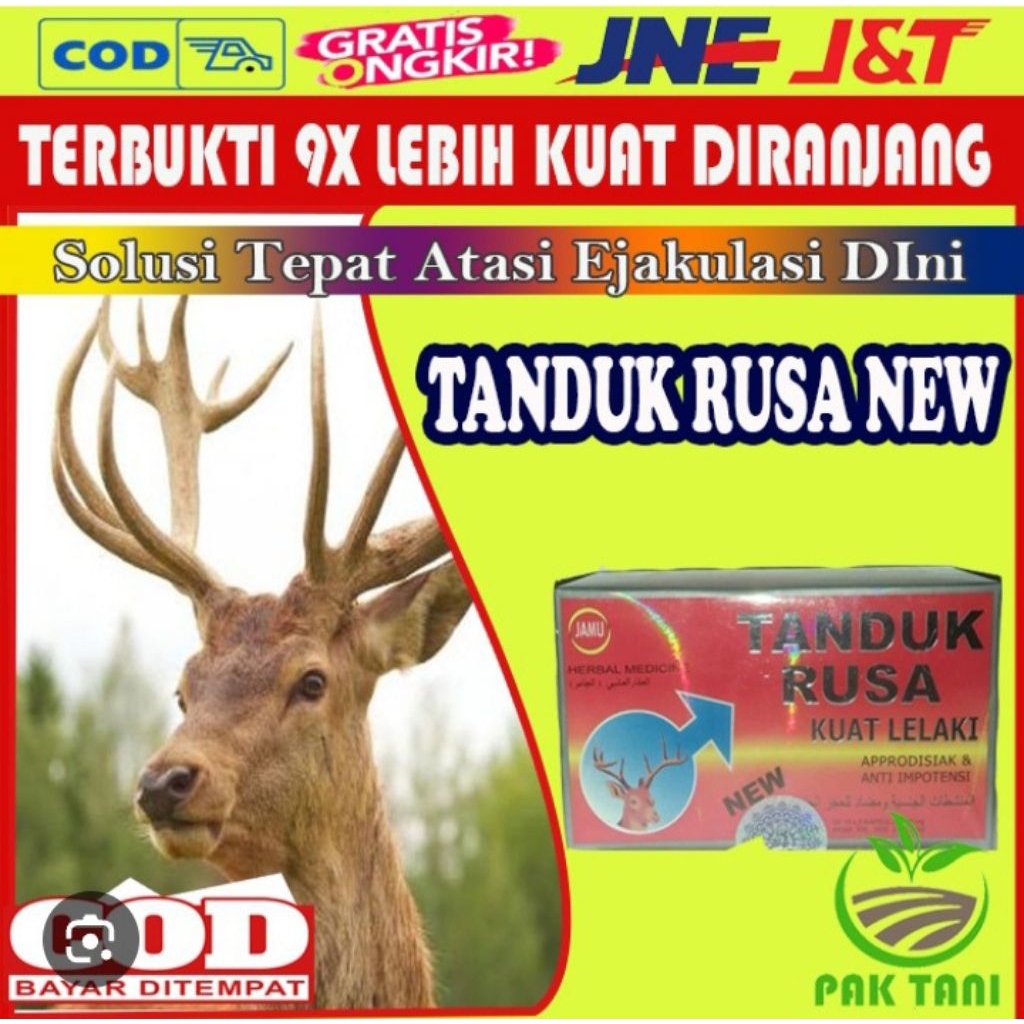 pajangan tengkorak rusa original