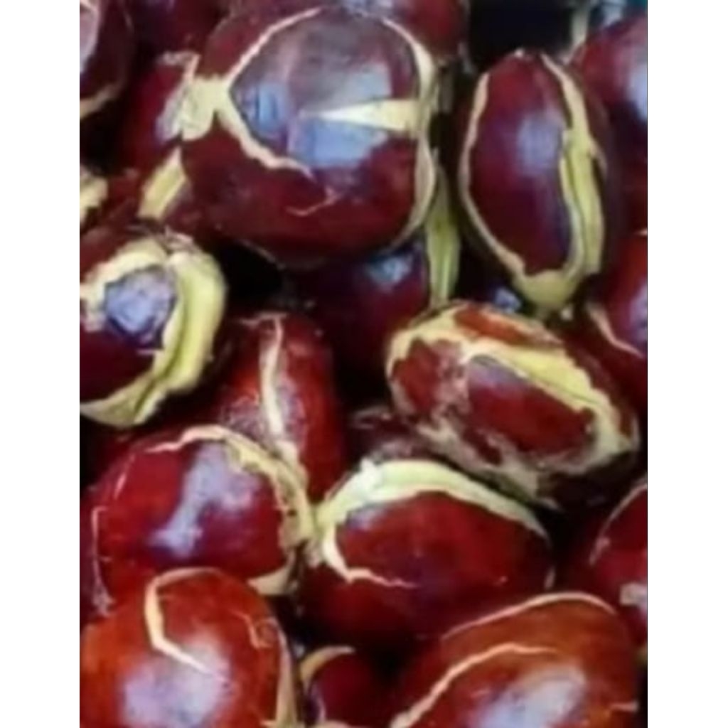 JENGKOL TUA MEDAN 1kg