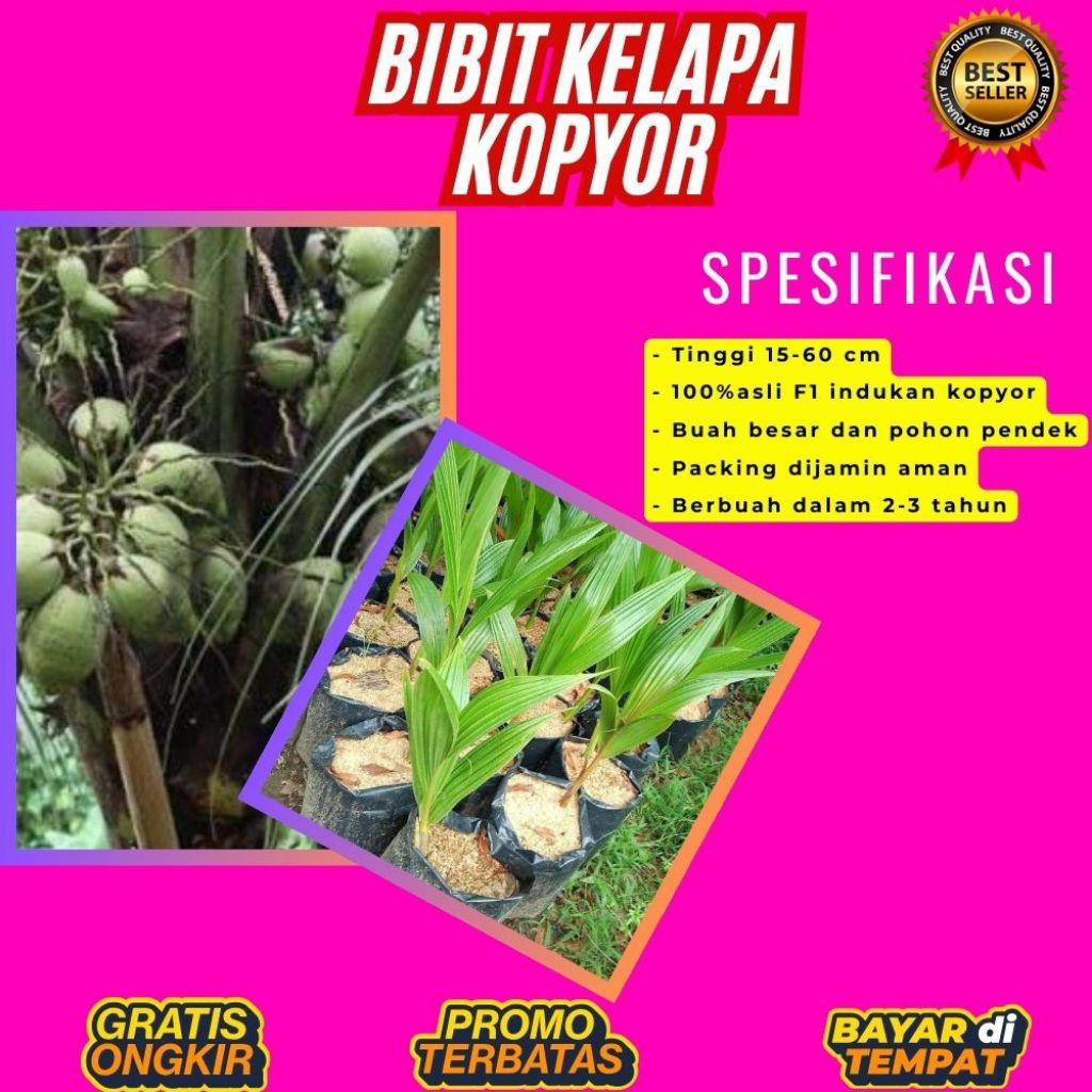 100 % ASLI  Pohon Kelapa Kopyor, Pohon Kelapa Kopyor Asli, Pohon Kelapa Kopyor Bersertifikat