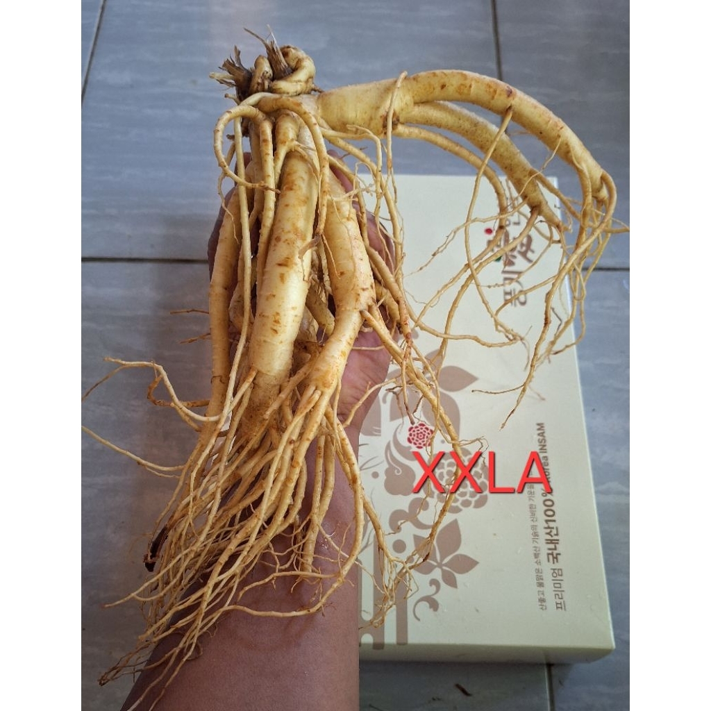 ginseng korea ukuran besar jumbo