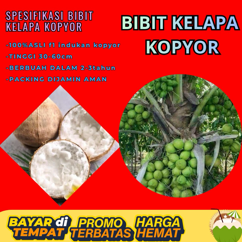 PROMO  Bibit Kelapa Kopyor, Bibit Kelapa Kopyor Asli, Bibit Kelapa Kopyor Bersertifikat
