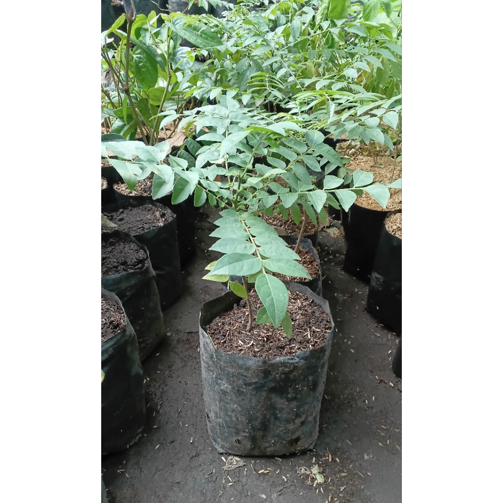 Bibit Tanaman Salam Koja Daun Kari Pohon Kari Daun Salam Koja Temuru