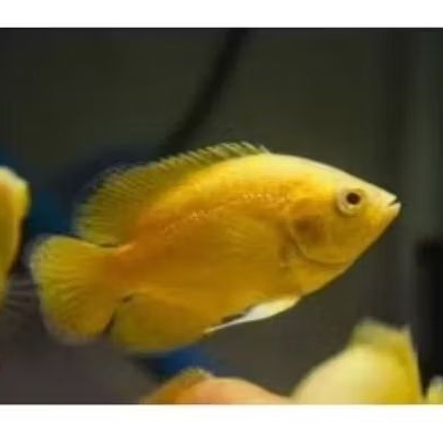 OSCAR LEMON ALBINO UKURAN 7-9 CM