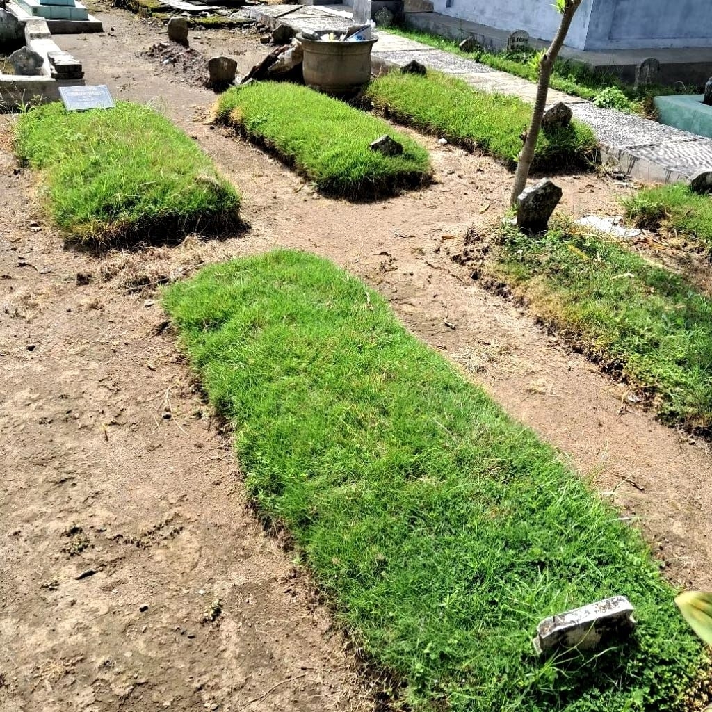 Paket Rumput Jepang Hidup Rumput Makam Siap Tanam Untuk 1 Makam Full