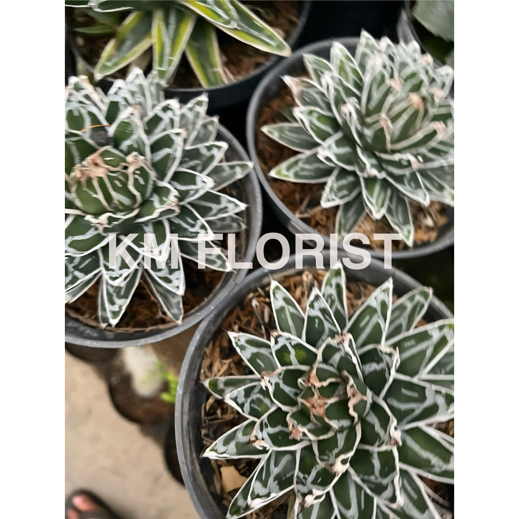 agave himezon, tanaman agave himezon, agave himeson, agave variegata, agave himezon variegata, tanam