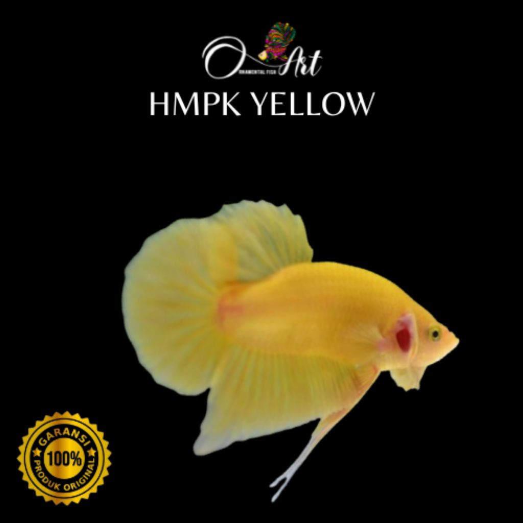 Hiasan Aquarium Cupang Hmpk Yellow Jantan Size S-M Random