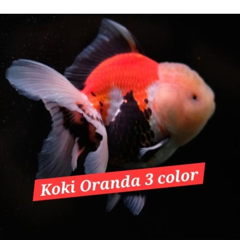 ikan koki oranda 3 color super pilihan