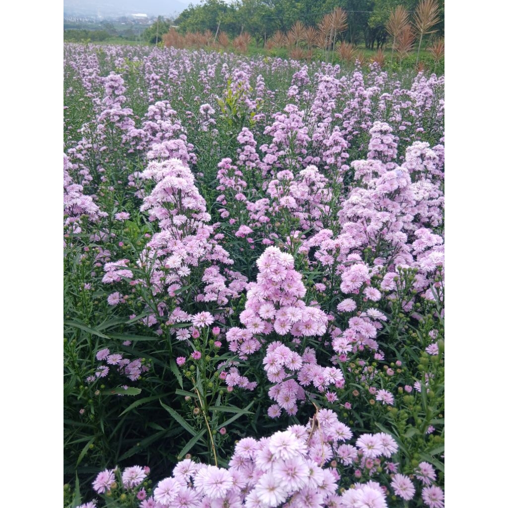 bunga potong pikok ungu