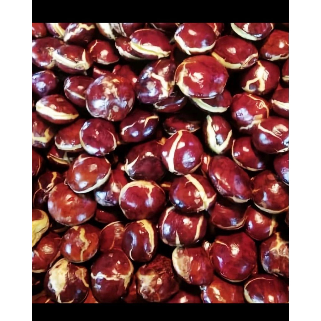 jengkol tua jengkol super besar