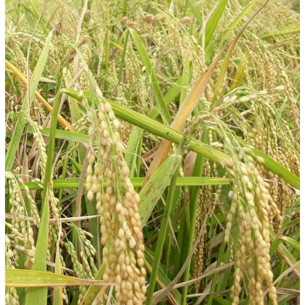 Gabah Bangkok burung ayam aduan 1KG
