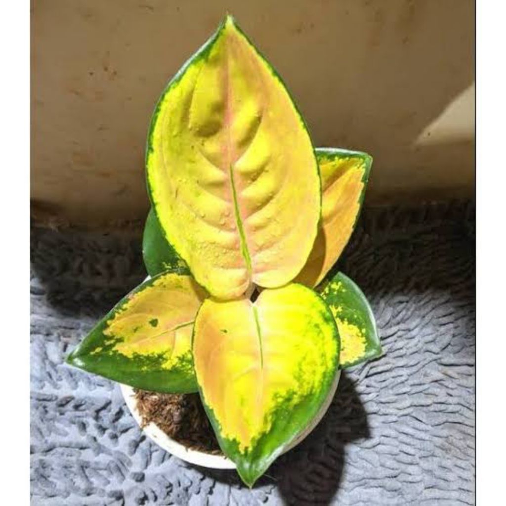 ( BISA COD ) Aglonema sultan brunei anakan daun 2/3/4 murah - Tanaman hias aglaonema sultan brunai