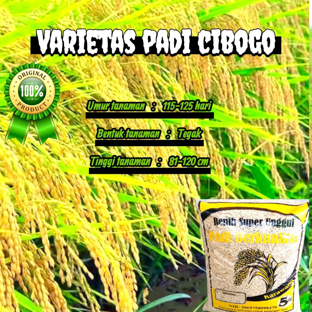 BENIH PADI SUPER UNGGUL CIBOGO KEMASAN 5KG