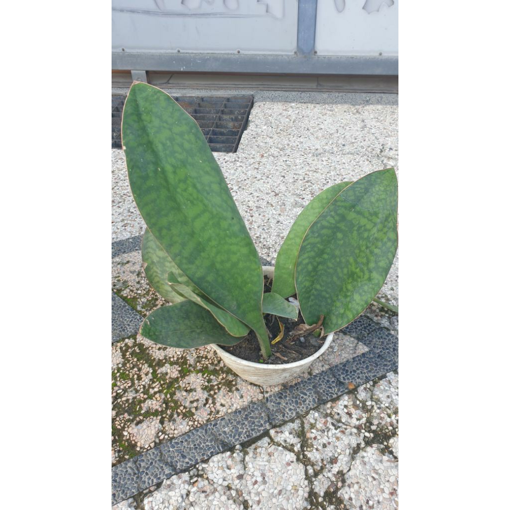 Sansevieria masoniana