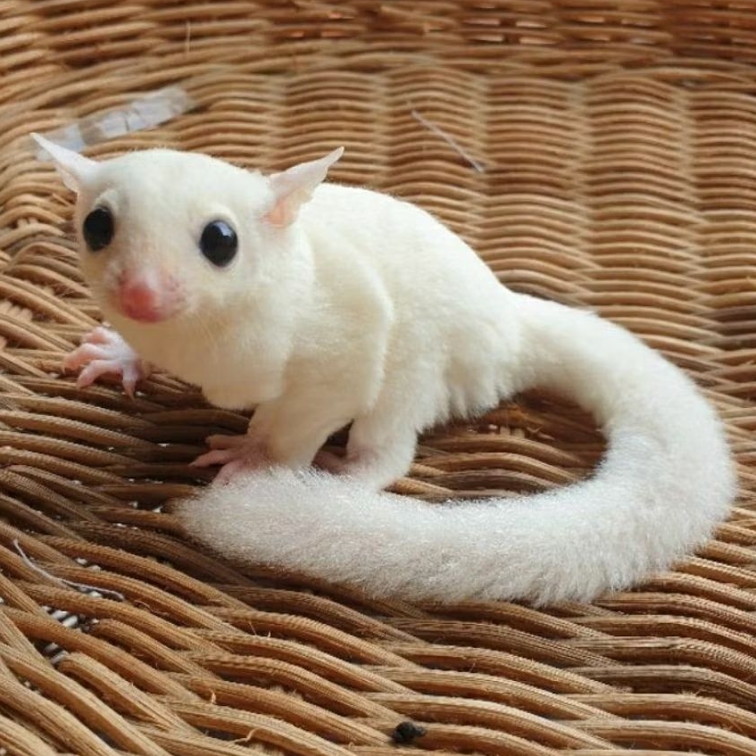 INDUKAN SUGAR GLIDER LEUCISTIC Tupai Albino Sugar Glider Leucistic Putih HARGA TERMURAH SIAP BREEDIN