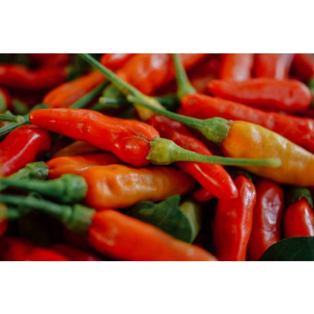 MURAH - BIBIT RAWIT VIRAL