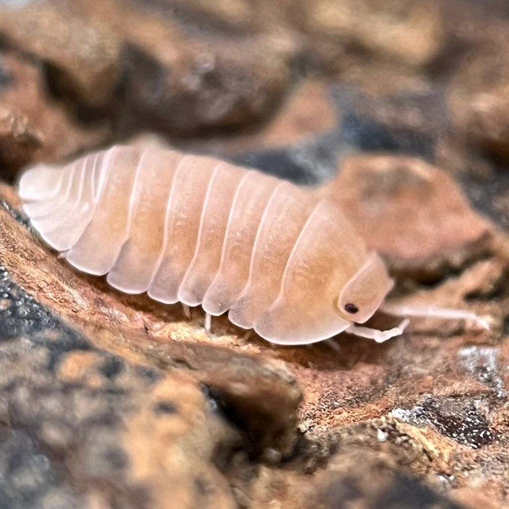 Isopod pink papaya