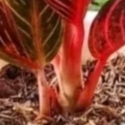 Aglonema red Sumatra bonggol.