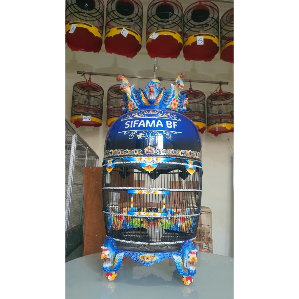 perkutut bangkok asli