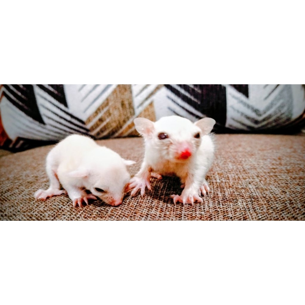 sugar glaider/tupai terbang