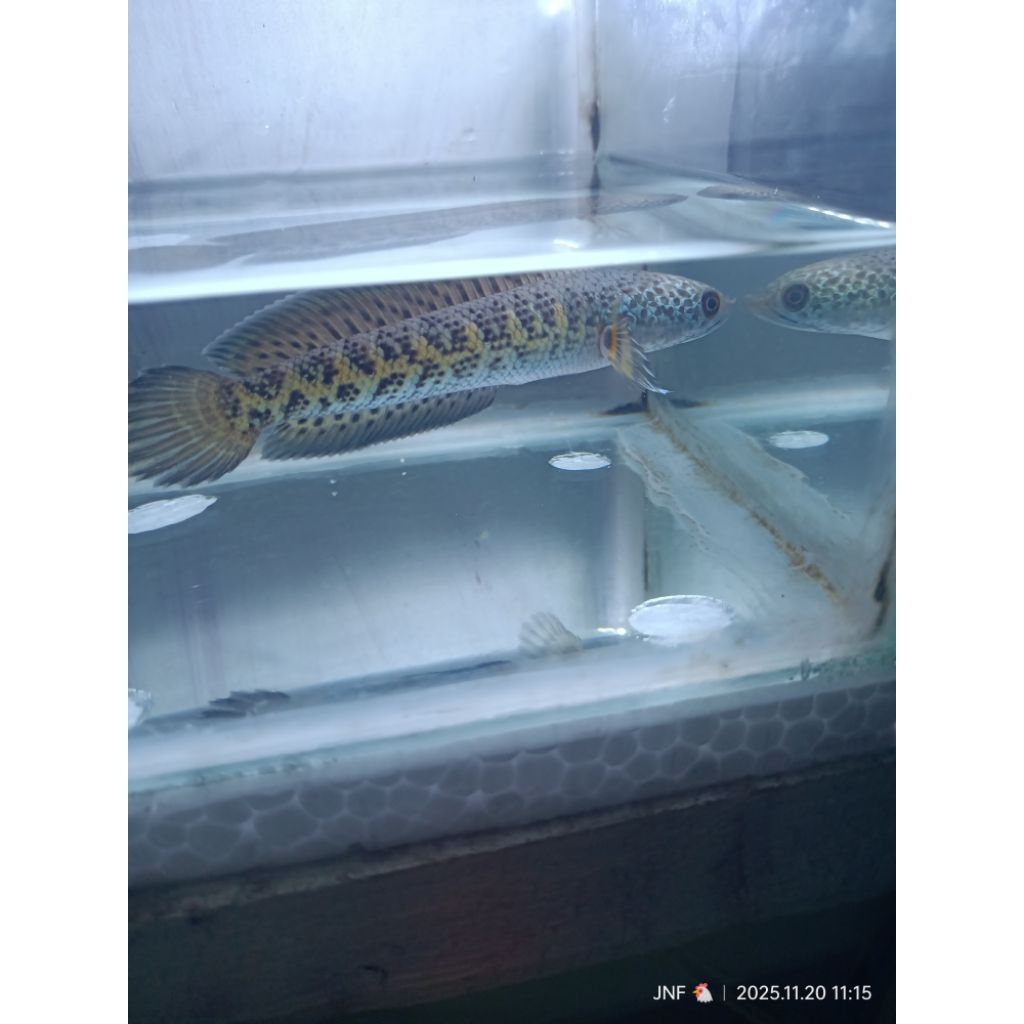 auranti pulosari 12cm