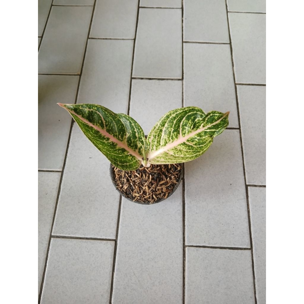 Aglaonema anakan mutiara
