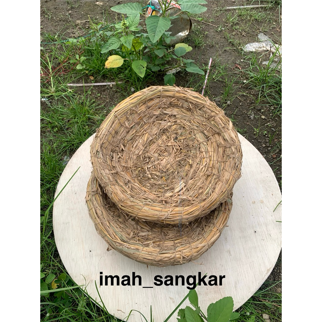 tarangan ayam bertelur