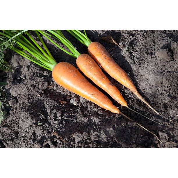 MURAH - BIBIT WORTEL BRASTAGI