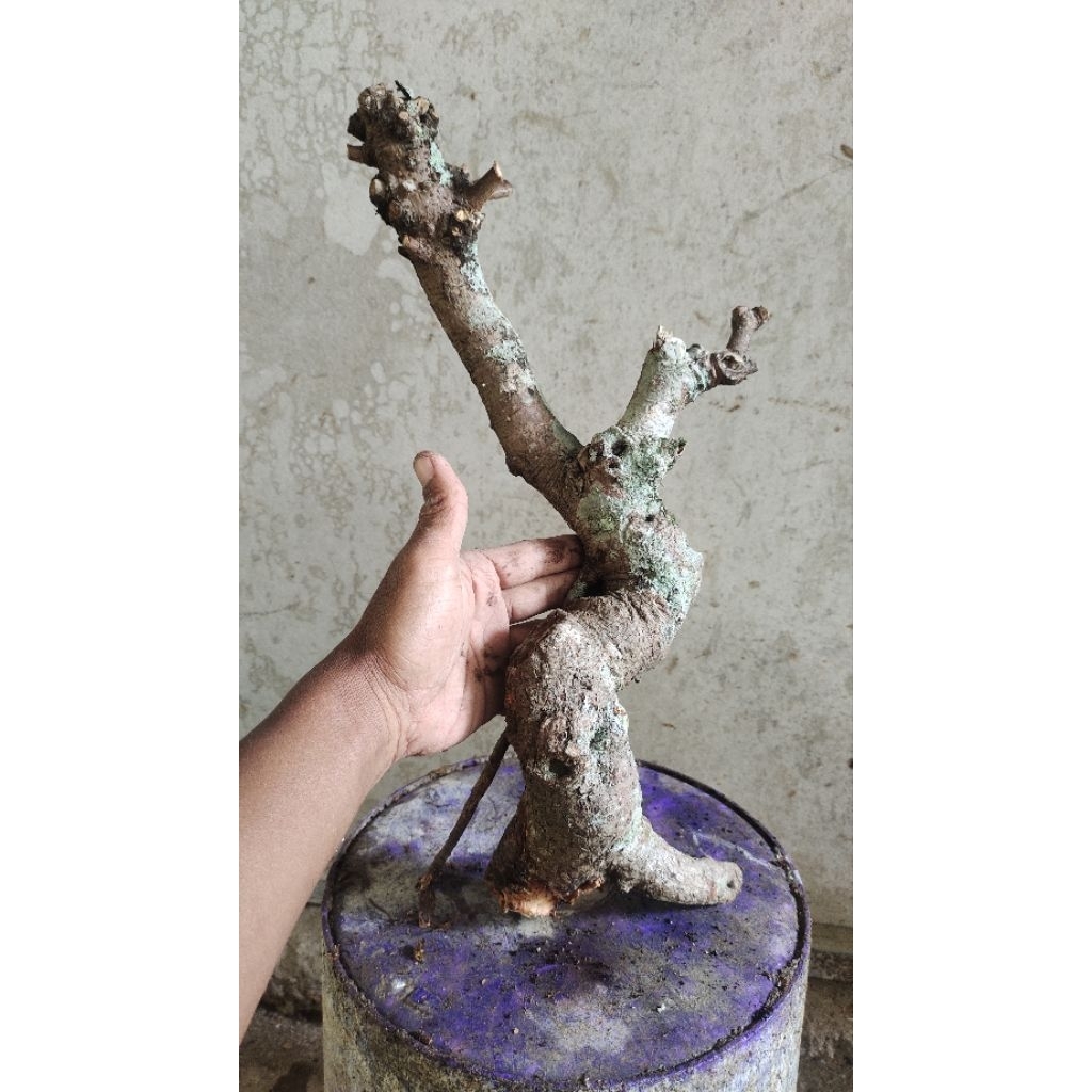 bahan bonsai ficus beringin Bunut pucuk merah realpic sesuai gambar