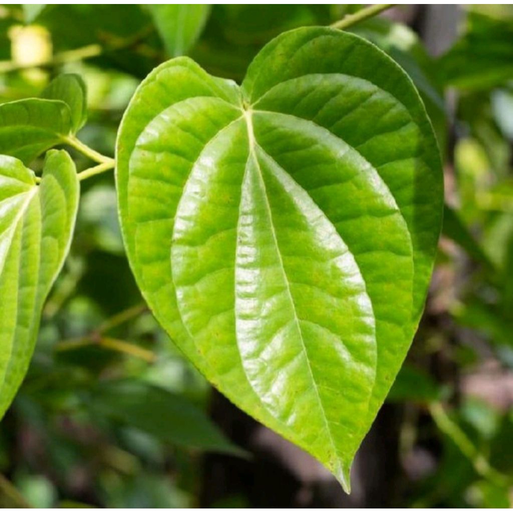 DAUN SIRIH HIJAU/MERAH KERATON 50 LEMBAR