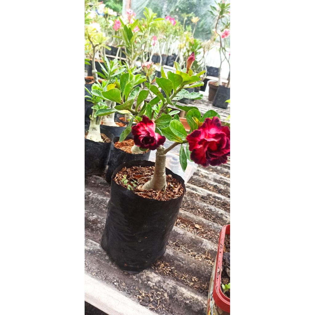 Adenium ID Mo Sudah Berbunga Bunga Tumpuk