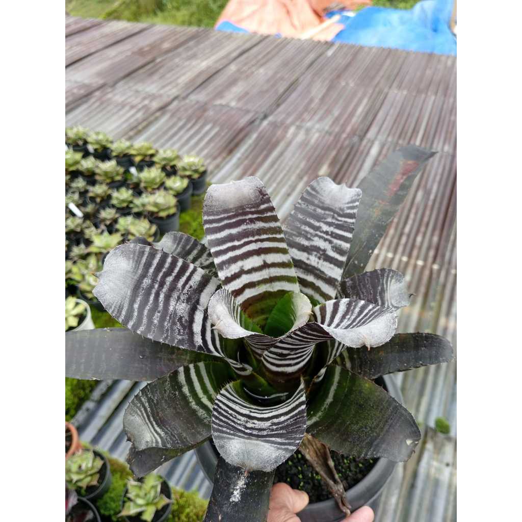 Bromelia black samurai