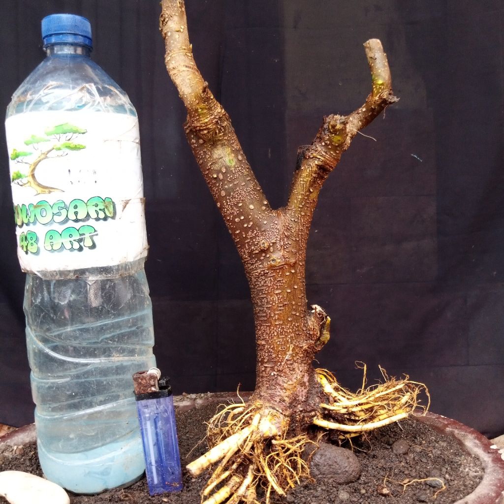 Bahan Bonsai Murbei Karakter Tua Ada Keringan Formal Bogel Small Size Real Pict