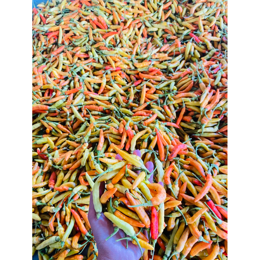 cabe rawit ASMORO/SETAN super pedas