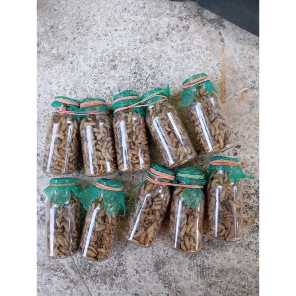 Maggot bsf grade A asli super