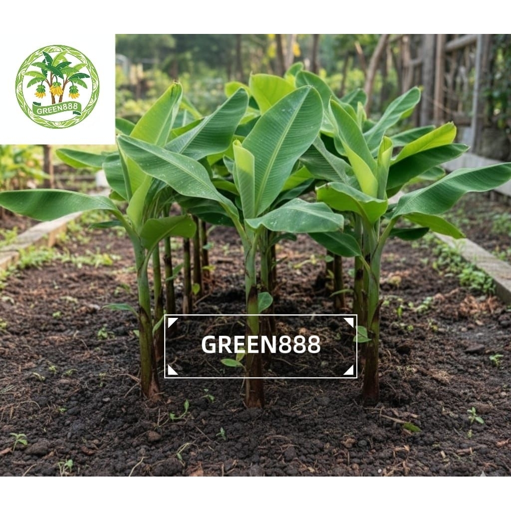 BIBIT PISANG RAJA SUPER MANIS