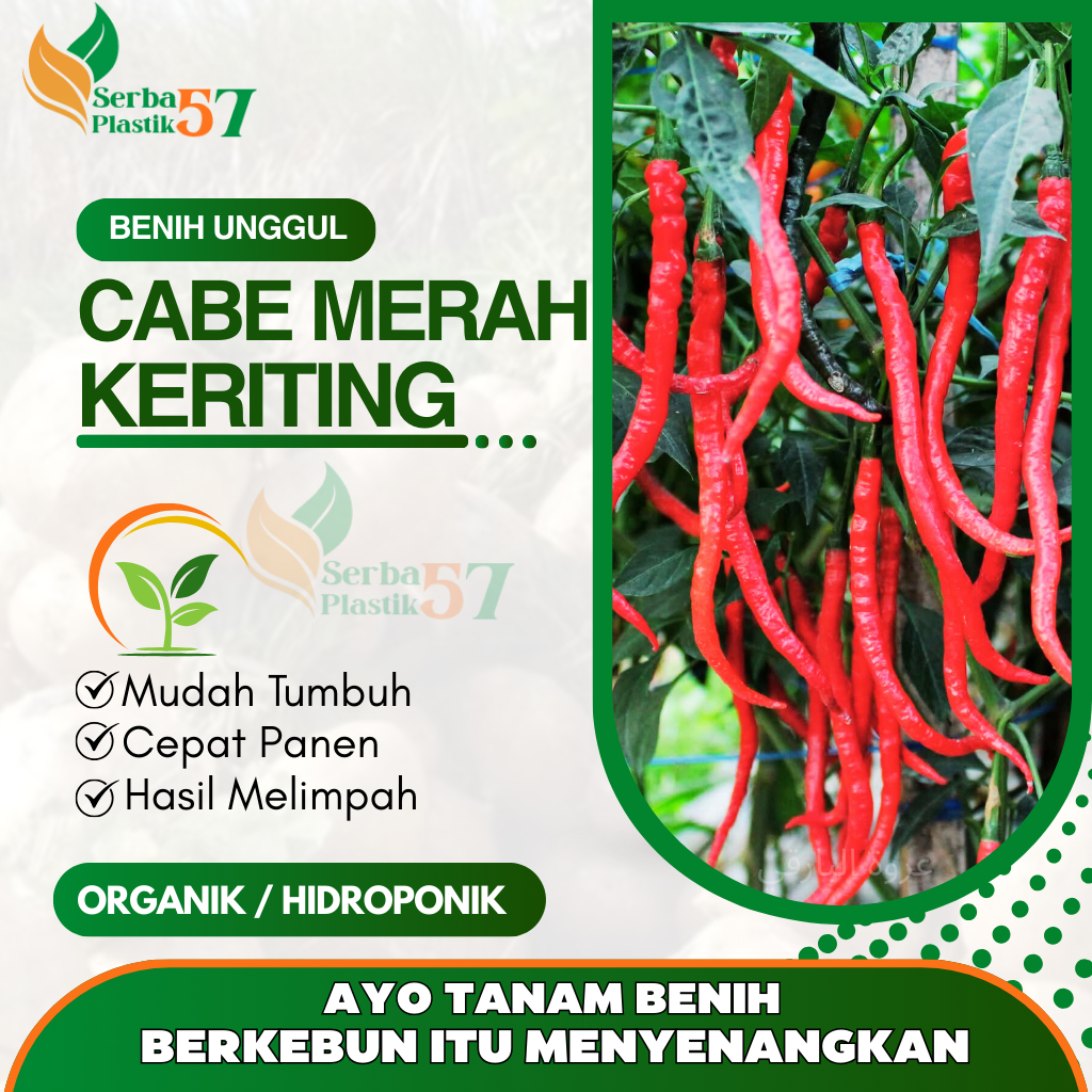 Benih unggul cabe merah keriting / bibit unggul cabe keriting panjang / biji cabe keriting terlaris