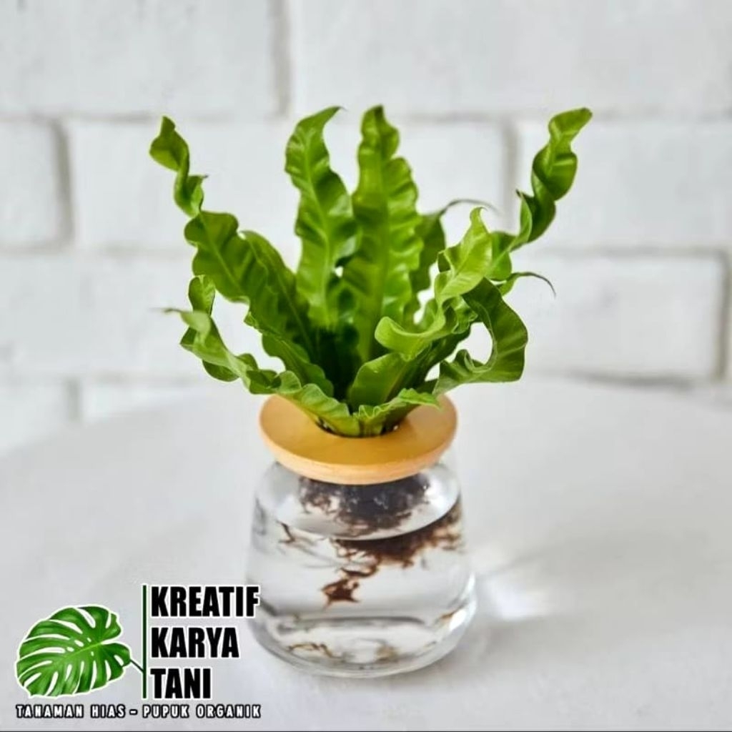 Tanaman Hias Media Air Kadaka Plitis Tanaman bisa Hidup Di Air Kadaka Pelipis