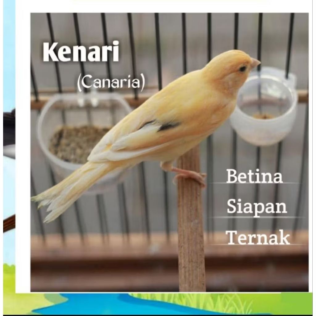 BURUNG KENARI BETINA SIAP BUAT TERNAK