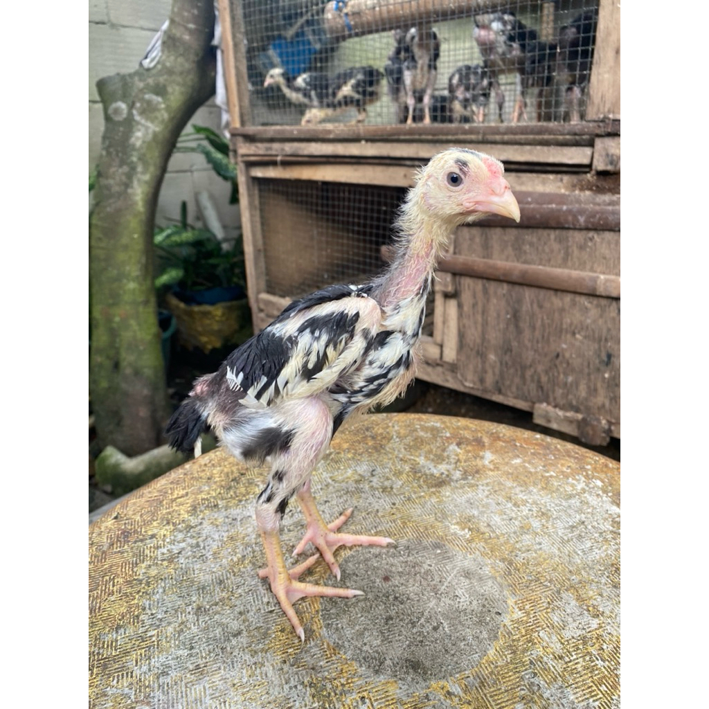 Khoytrad x pakhoy 1bln sepasang