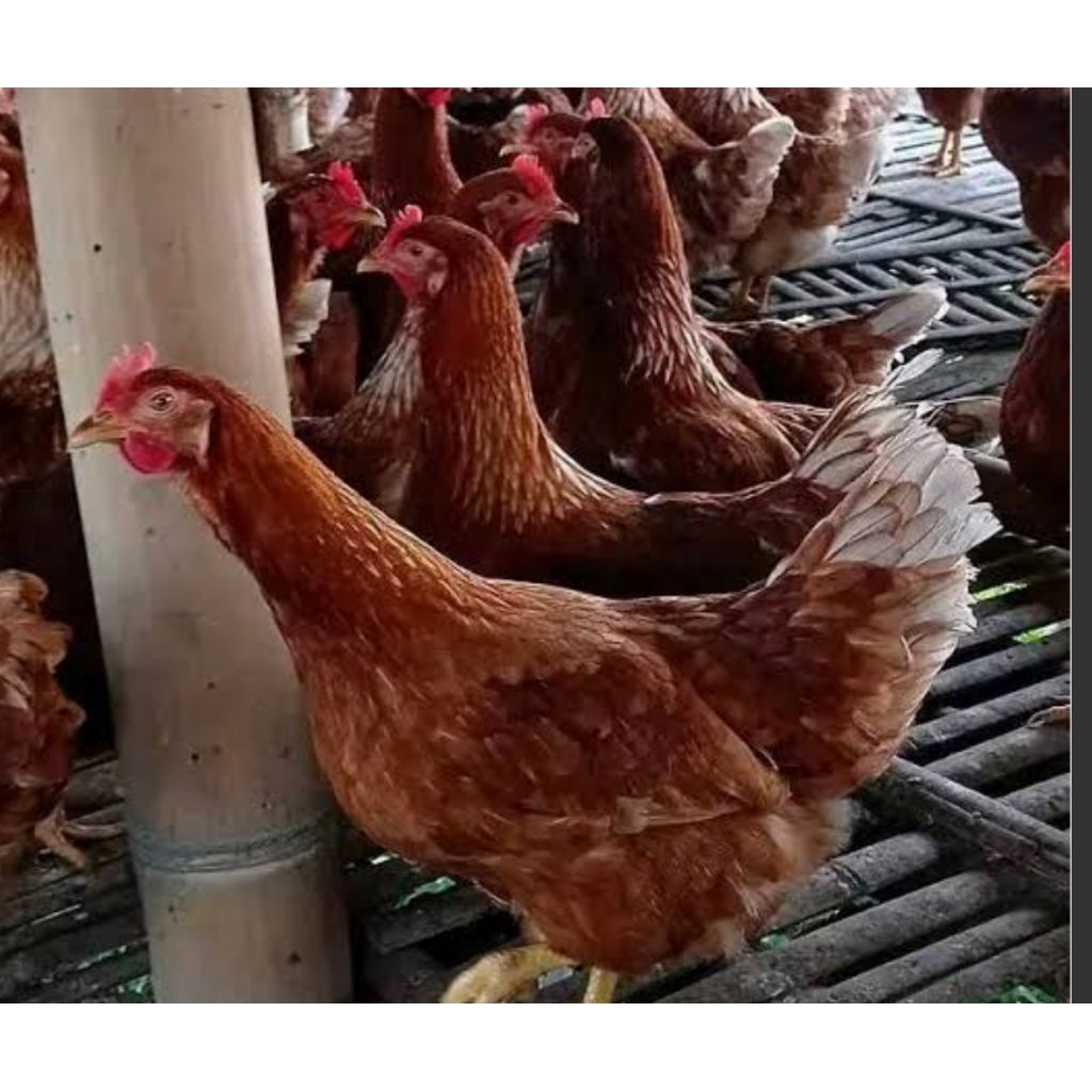 ayam merah atau ayam telur berat -+2kg hidup