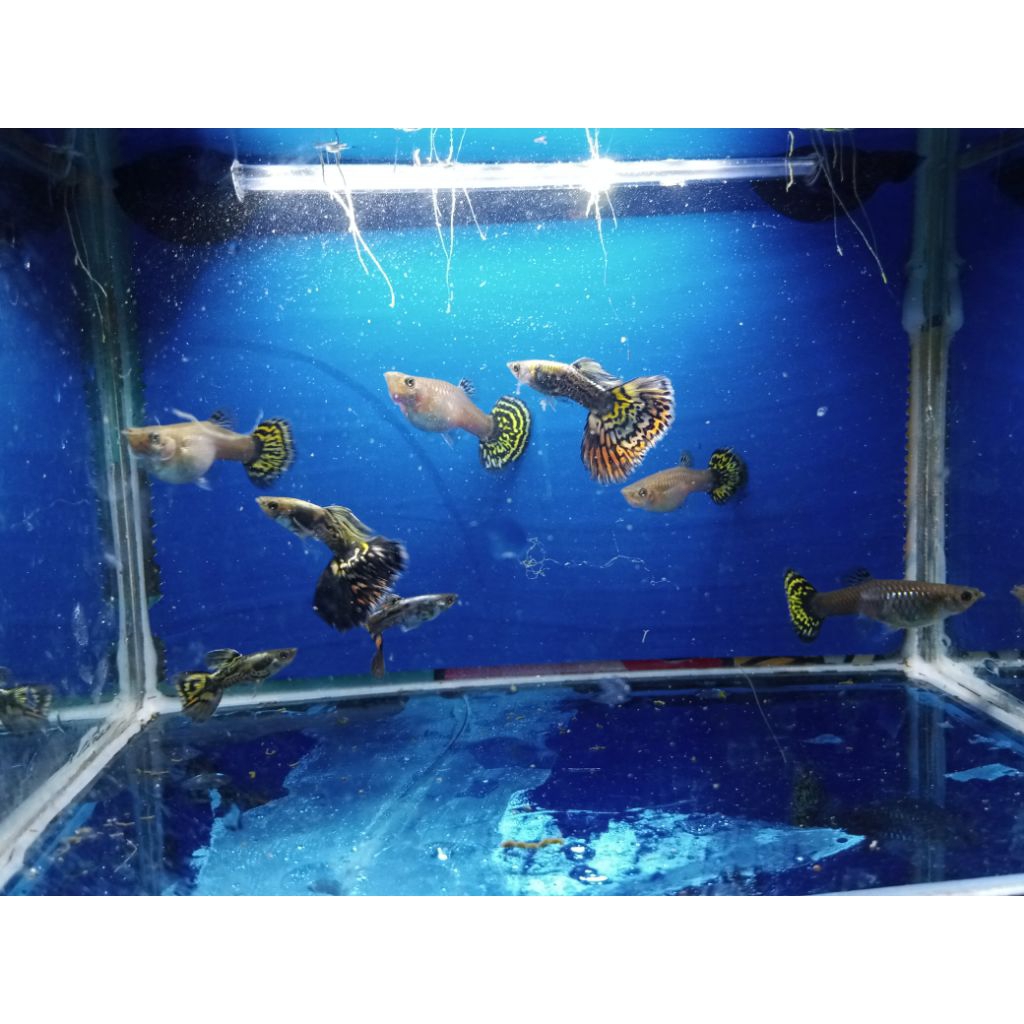 hiasan aquarium paket ternak ikan Guppy leopard mozaik glosiran murah (sudah termasuk harga packing 