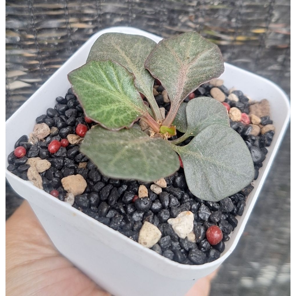 Euphorbia francoisii