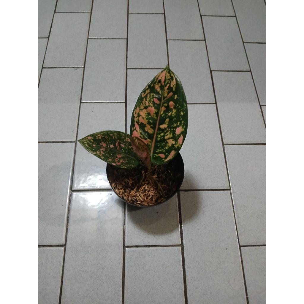 Aglaonema ruby compacta